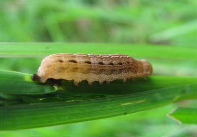 Larva di Pieridae?